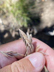 Bromus carinatus