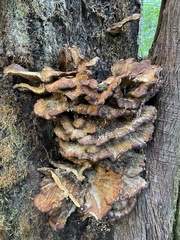 Laetiporus conifericola
