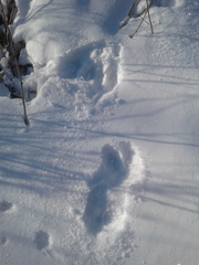 Cervus canadensis sibiricus