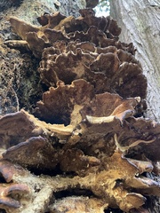 Laetiporus conifericola