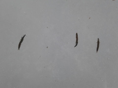 Hydropsychidae