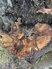 Laetiporus conifericola
