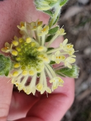 Pimelea octophylla