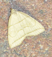 Herminia grisealis