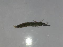 Hydropsychidae