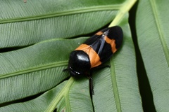 Cosmoscarta abdominalis