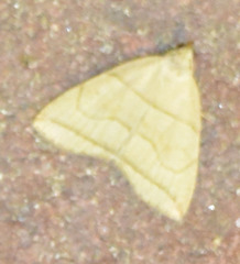 Herminia grisealis