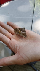 Bastilla fulvotaenia