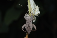 Molipteryx hardwickii