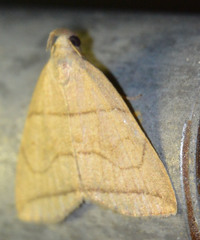 Herminia grisealis