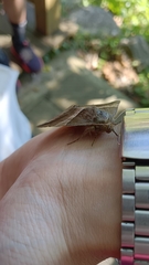Bastilla fulvotaenia