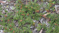 Dodonaea humilis
