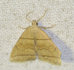 Herminia grisealis
