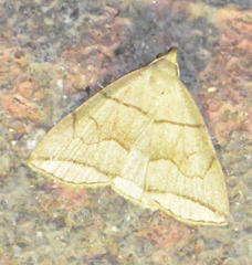 Herminia grisealis
