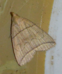 Herminia grisealis