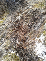 Pulsatilla