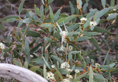 Eucalyptus diversifolia