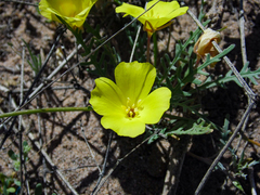 Eulobus sceptrostigma