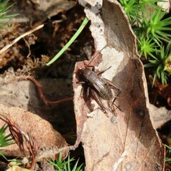 Teleogryllus commodus