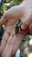 Bastilla fulvotaenia
