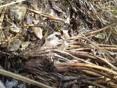 Pulsatilla