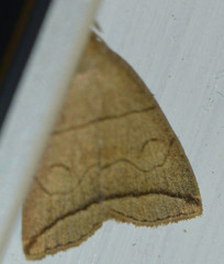 Herminia grisealis