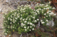 Pimelea glauca