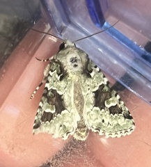 Lacinipolia implicata
