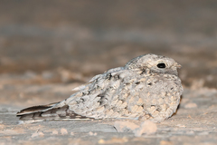Caprimulgus aegyptius