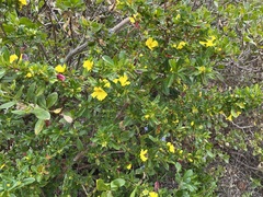 Hibbertia cuneiformis