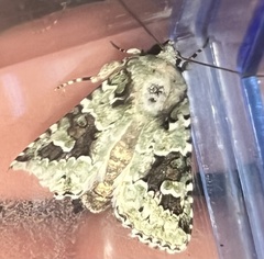 Lacinipolia implicata