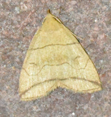 Herminia grisealis