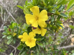Hibbertia cuneiformis