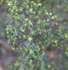 Pimelea serpyllifolia
