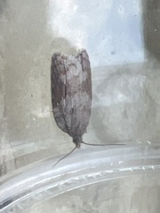 Acleris sparsana