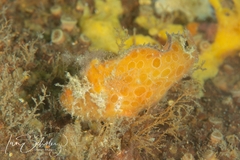 Echinophryne crassispina