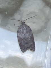 Acleris sparsana