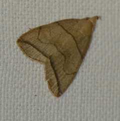 Herminia grisealis