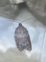Acleris sparsana