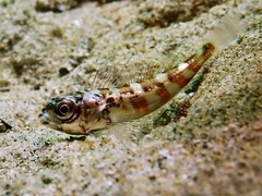 Bovichtus angustifrons