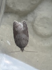 Acleris sparsana