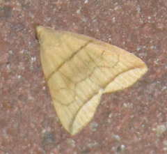Herminia grisealis