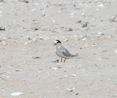 Sternula nereis davisae