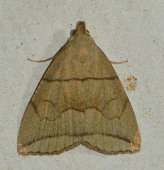 Herminia grisealis