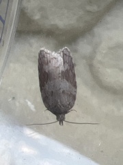 Acleris sparsana