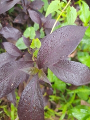 Alternanthera brasiliana