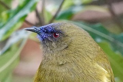 Anthornis melanura melanura