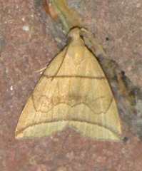 Herminia grisealis
