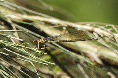 Pseudagrion ignifer