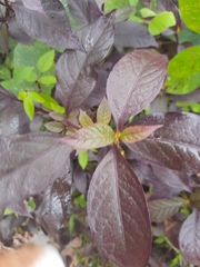 Alternanthera brasiliana